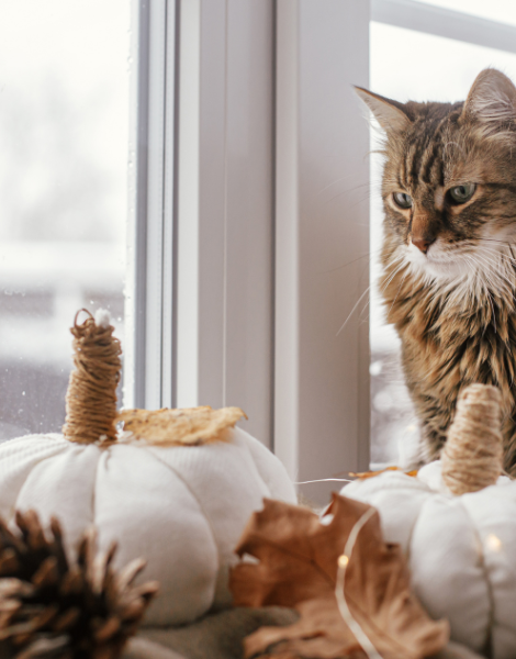 Image. Cat. Playing with white plush pumpkin pillows