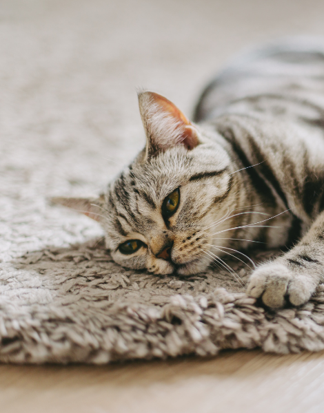 Image. Cat Playing on Textured Rug